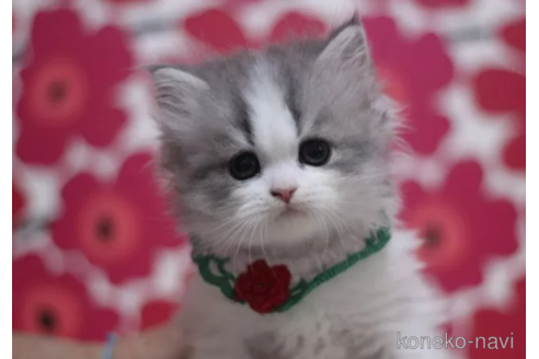 成約済の東京都のスコティッシュフォールド-105328